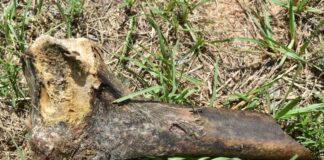 A bone, later determined to be non-human, was found on Naples Drive. Photo courtesy Richmond County Sheriff's Office